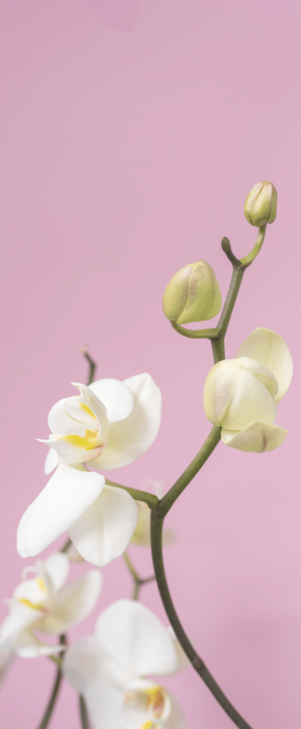 Vertical image with a single stalk of a yellow and white flower in the foreground against a pink background.